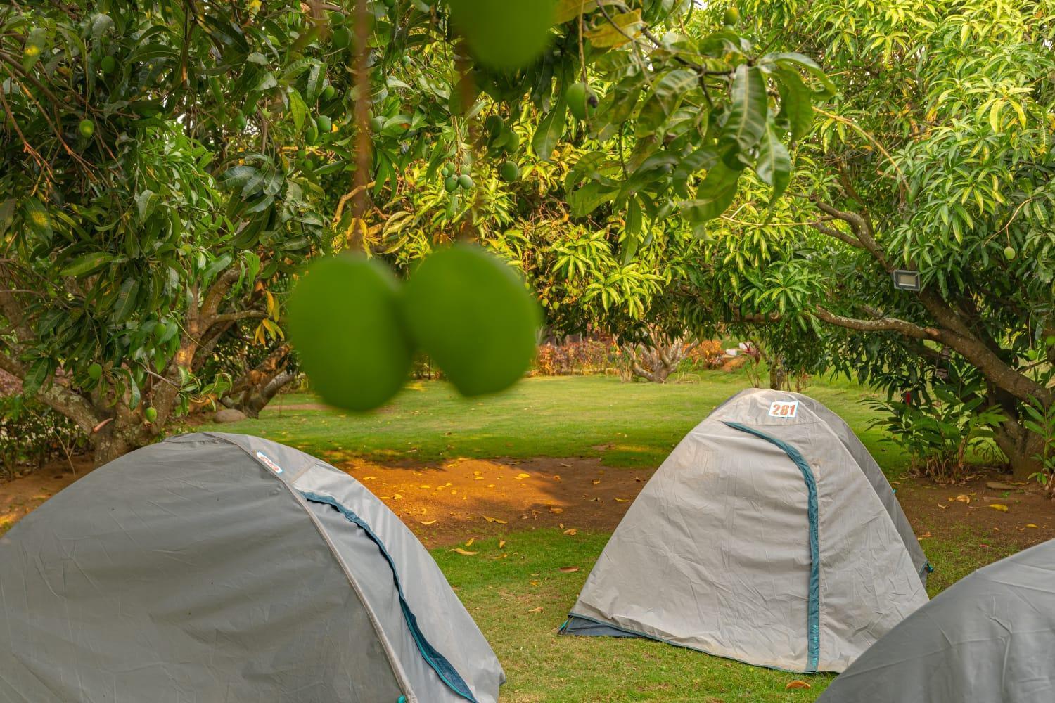 Q Mango Resort Bangalore Exterior photo